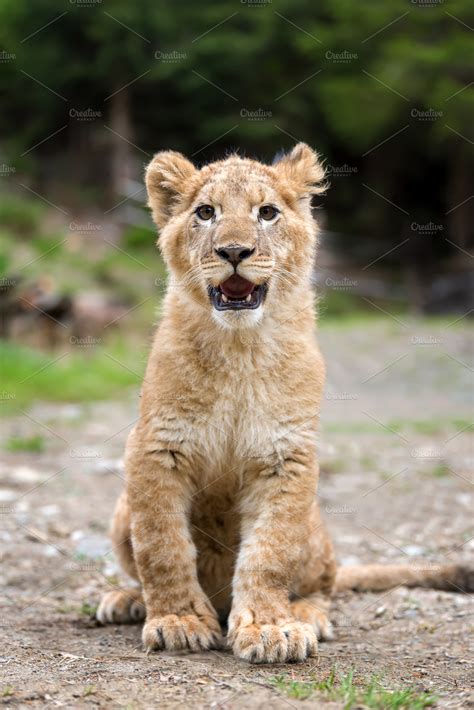 Young Lion Cub In The Wild High Quality Animal Stock Photos