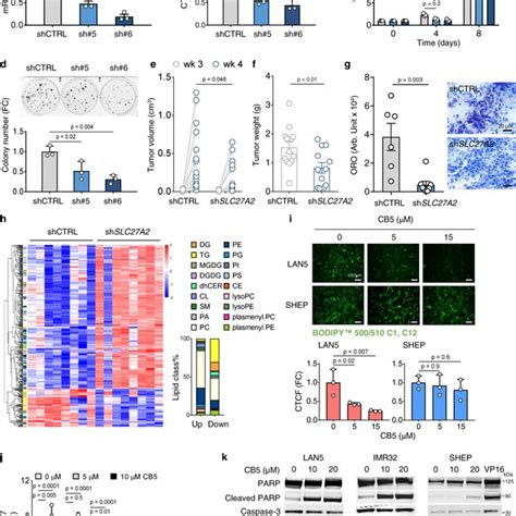 Suppressing Fa Uptake Impairs Nb Cell Survival A Silencing Slc A In