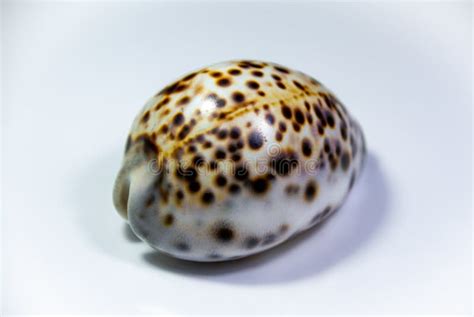 Seashell Cypraea Tigris On White Background Stock Photo Image Of