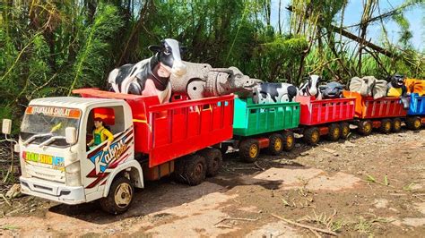 Wadidau Truk Oleng Gandengan Angkut Sapi Kurban Potong Induk Sapi