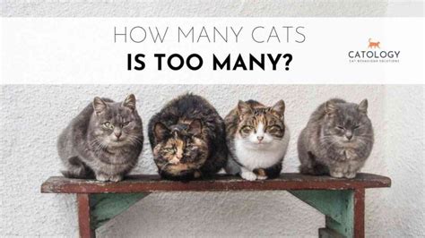 How Many Cats Is Too Many? | Catology