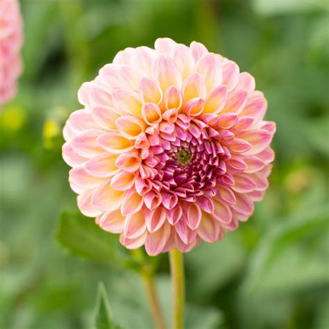 Dahlia Florelie Harmony