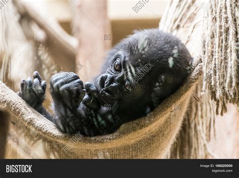 Black Baby Gorilla Image & Photo (Free Trial) | Bigstock