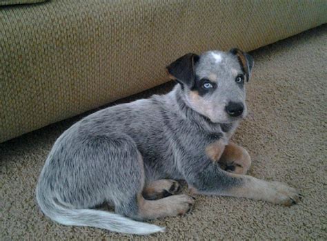 Blue Heeler Puppy Pictures - Dogs Breeds Guide