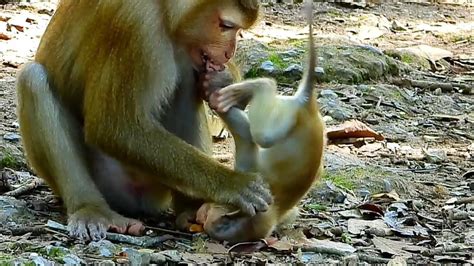 Mommy Monkey Luna Doesn T Like Her Baby Lucie Plays Over Her Head She