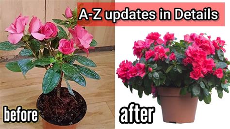 Azalea A To Z Update Details Azalea के पौधे की देखभाल ऐसे करोazalea की