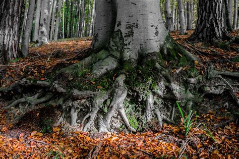 Árvore De Faia Outono Floresta Foto gratuita no Pixabay Pixabay