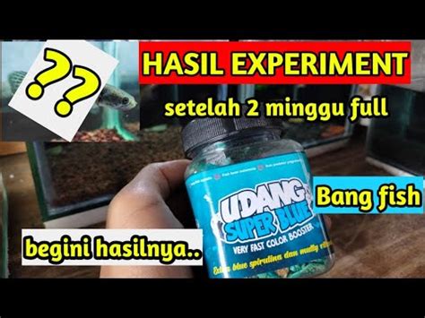 Hasil Experiment Channa Limbata Dikasih Udang Super Blue Dari Bang Fish