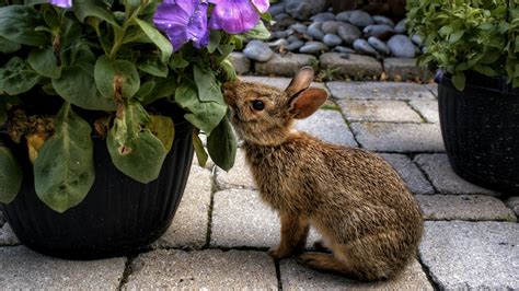 How To Keep Rabbits Out Of The Garden 7 Kind Methods To Save Your Plants Real Homes