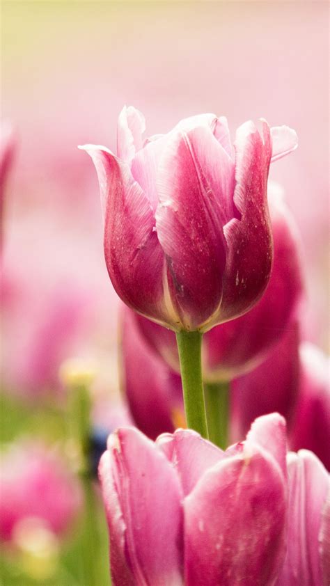 Beautiful Pink Tulips Wallpapers | HD Wallpapers | ID #18758