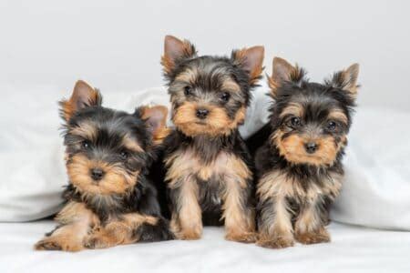 How Much Does A Yorkshire Terrier Cost Price Guide