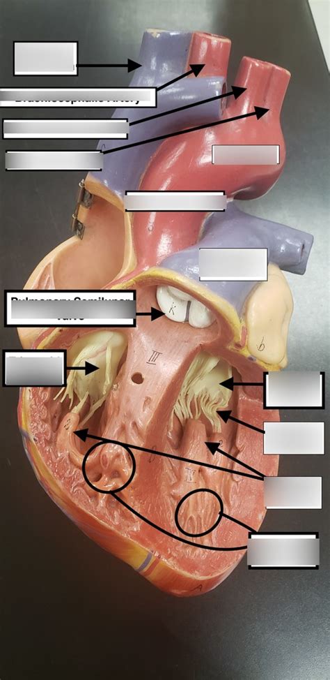 Heart Model Diagram Quizlet