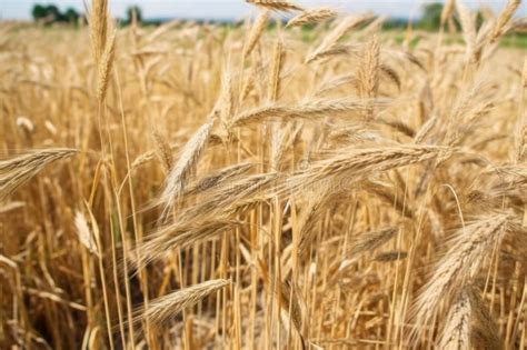 Detail Shot of Jute Plants Ready for Harvest Stock Image - Image of ...