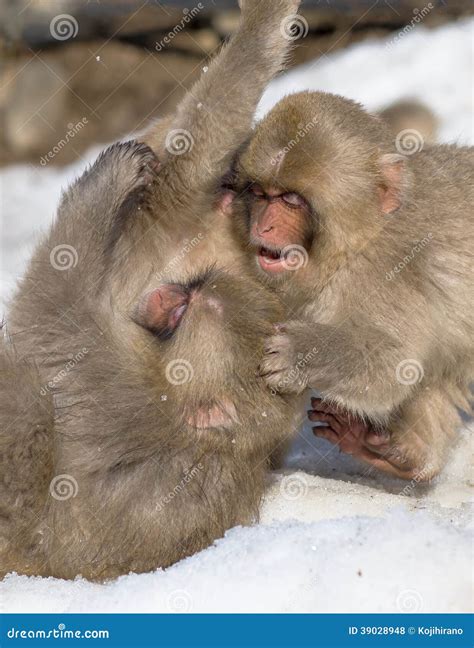 Baby Snow Monkey stock photo. Image of child, monkey - 39028948