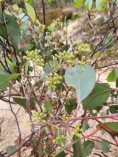 Silver Dollar Gum From Long Forest Vic Australia On April