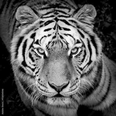 Portrait De Tigre En Noir Et Blanc Stock Photo Adobe Stock