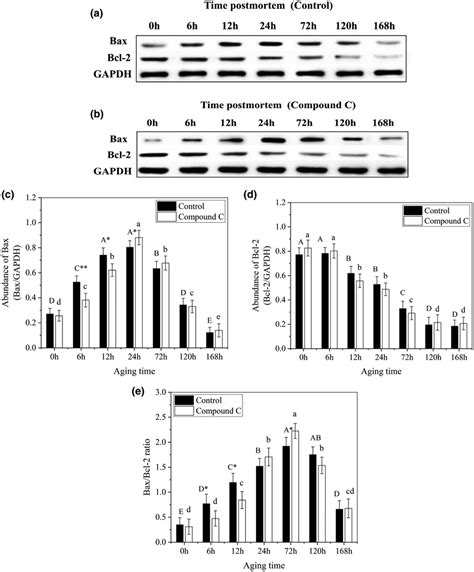 Representative Western Blots For Bax And Bcl‐2 In The Mitochondria Of Download Scientific