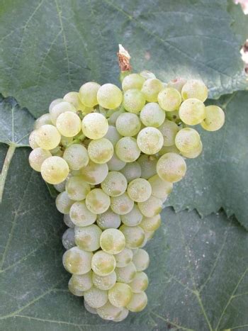 Chardonnay Tout Sur Les Raisins Vin Sur Gourmetpedia