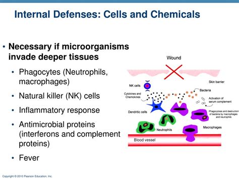 Ppt The Immune System Innate And Adaptive Body Defenses Part A