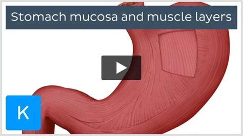 Pyloric sphincter: anatomy and function | Kenhub