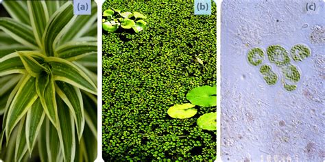 Autotrophs And Heterotrophs Read Biology Ck 12 Foundation