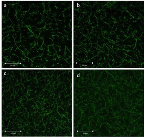 Experimental And Imaging Techniques For Examining Fibrin Clot