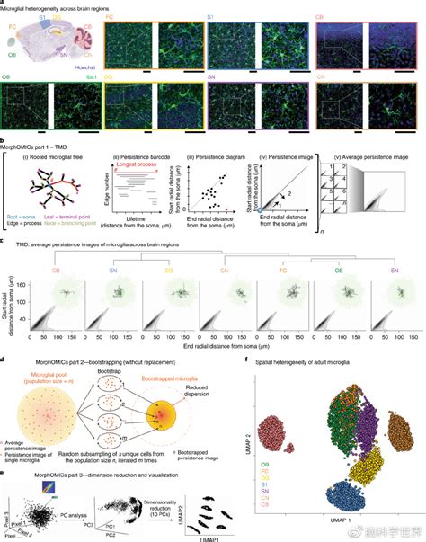 一种绘制小胶质细胞形态学工具，可揭示区域和性别依赖性表型 集群 3d 胶质 新浪新闻