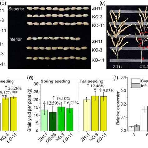 Grain Filling Phenotype Of Osaba8ox2 Knockout Mutants And Download