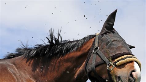 Fly Spray 101: Which is Best for Your Horse? - Learn | FarmVet Equine Blog