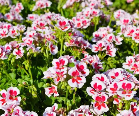 Astuces pour faire fleurir les géraniums de nos grand mères à vos jardins