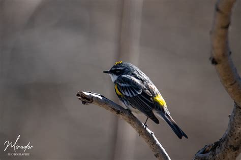 Paruline A Croupion Jaune Mirador Photographie Flickr