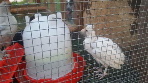 Polish Guinea Hybrid Backyard Chickens Learn How To Raise Chickens