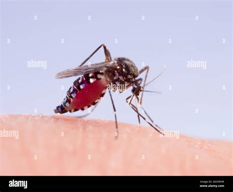 Mosquito Tigre Asi Tico Aedes Albopictus Hembra Hinchados Con Sangre