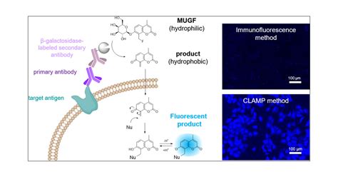 Galactosidase Catalyzed Fluorescent Reporter Labeling Of Living Cells