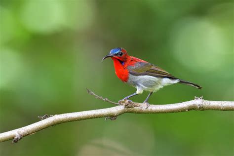 Burung Madu Sepah Raja Foto Foto Foto Stok Potret And Gambar Bebas