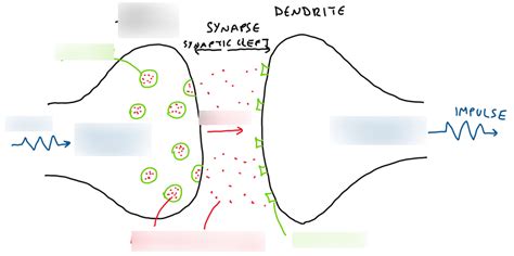 Diagram of Synapse Diagram | Quizlet