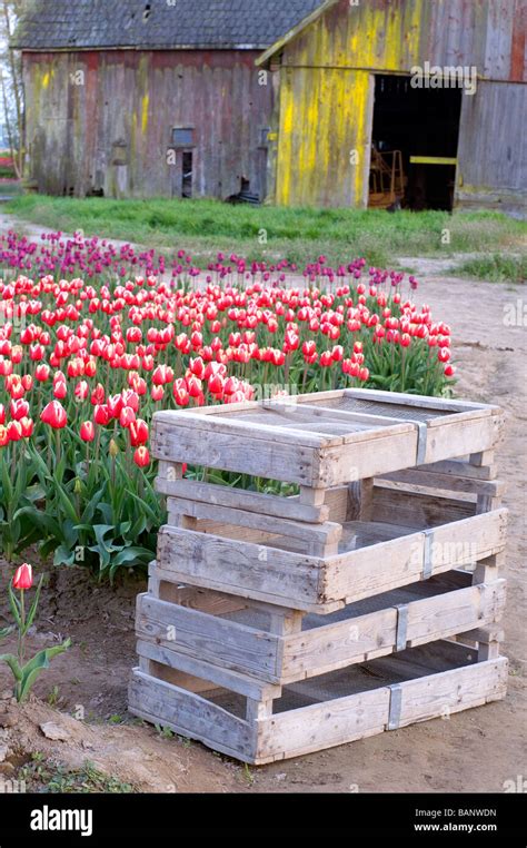 Tulip Fields Skagit Valley Conway Washington Stock Photo Alamy