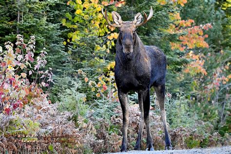 Small Bull Moose That Came in On My Call 2018 | Maine Moose | Bob ...