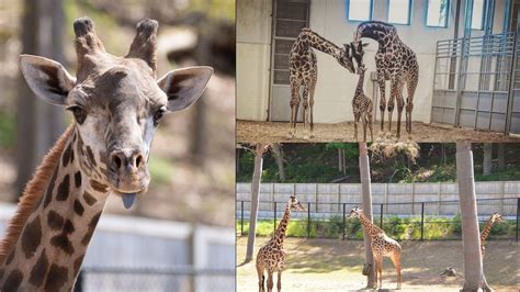 6-year-old giraffe dies after getting caught in enclosure gate | FOX 5 ...