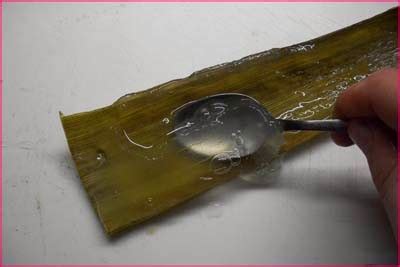 Sfumature Minerali Come Si Ricava Dalle Foglie Il Gel Prezioso Di Aloe