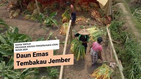 Daun Emas Tembakau Jember - YouTube