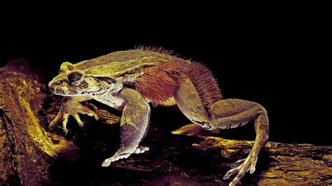 Horror Wolverine Frogs Are Hairy Frogs Good Pets For Beginners