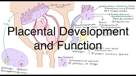 How Does Placenta Develop