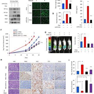 Pim Induces Angiogenesis In Vivo And In Vitro A Dox Pim Pc Cells