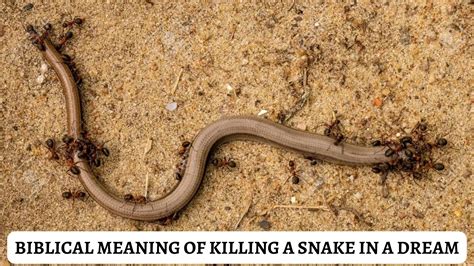 Biblical Meaning Of Killing A Snake In A Dream