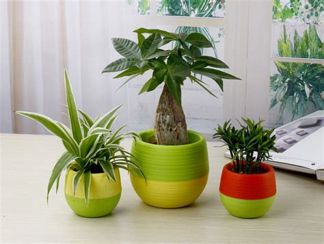 Mini Pot Bunga Hias Kaktus Tanaman - 5 PCS - Multi-Color ...