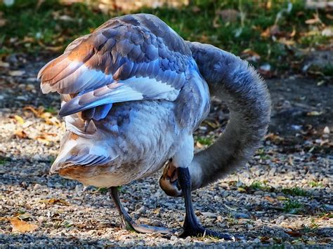 Jungschwan Zadijo Flickr