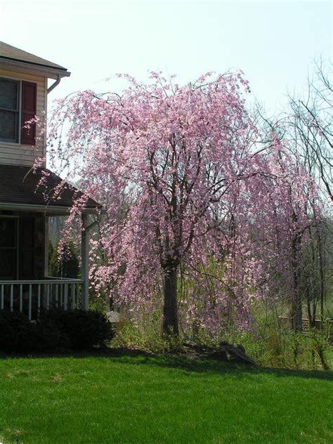 Plantfiles Pictures Prunus Weeping Cherry Tree Weeping Higan Cherry