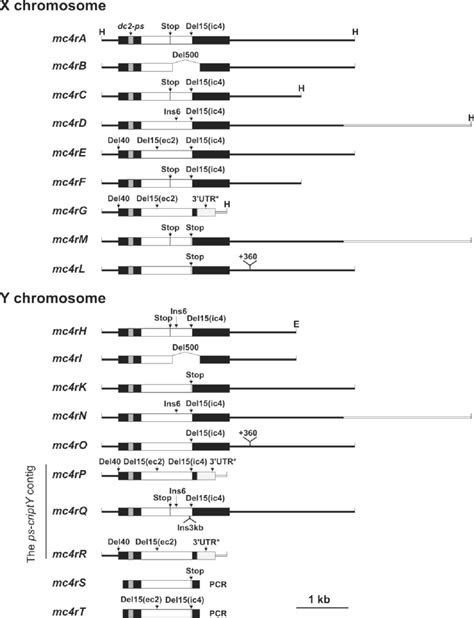 Structure Of Sex Chromosomal Mc4r Genes Of X Maculatus The Structural Download Scientific