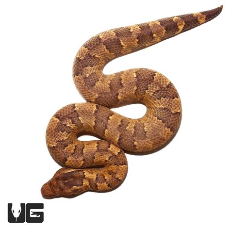 Orange Viper Boa For Sale - Underground Reptiles